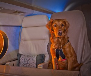 Ricochet, surfdog enjoys Sit'nStay Global's pet services